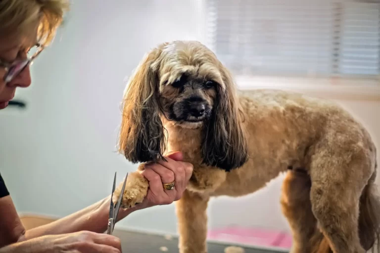 dog grooming redlands