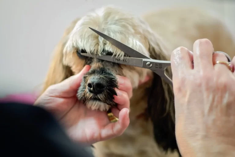 dog grooming redlands