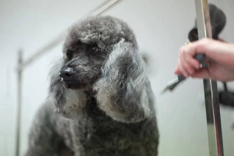 dog grooming redlands