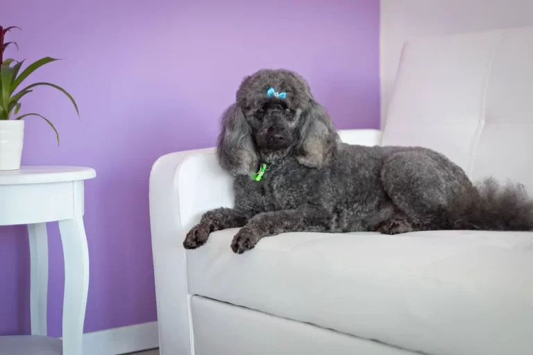 dog grooming redlands