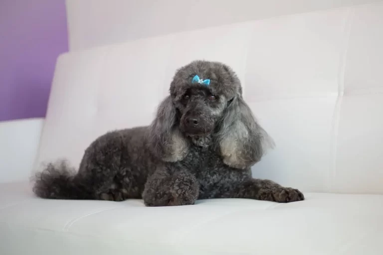 dog grooming redlands