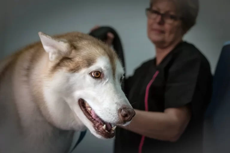 dog grooming redlands