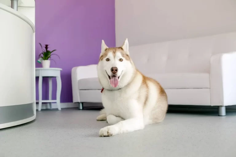 dog grooming redlands