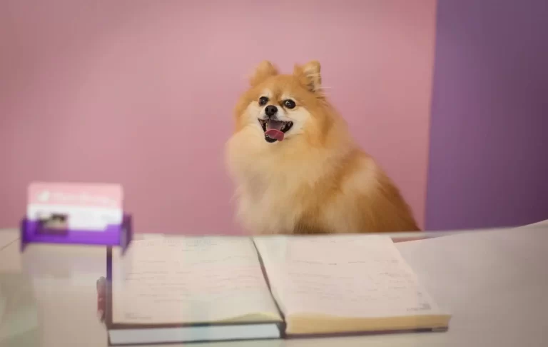 dog grooming redlands