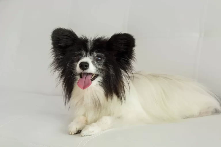 dog grooming redlands