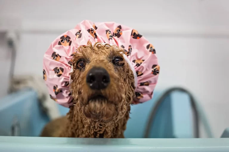 dog grooming redlands