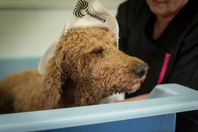 dog grooming redlands