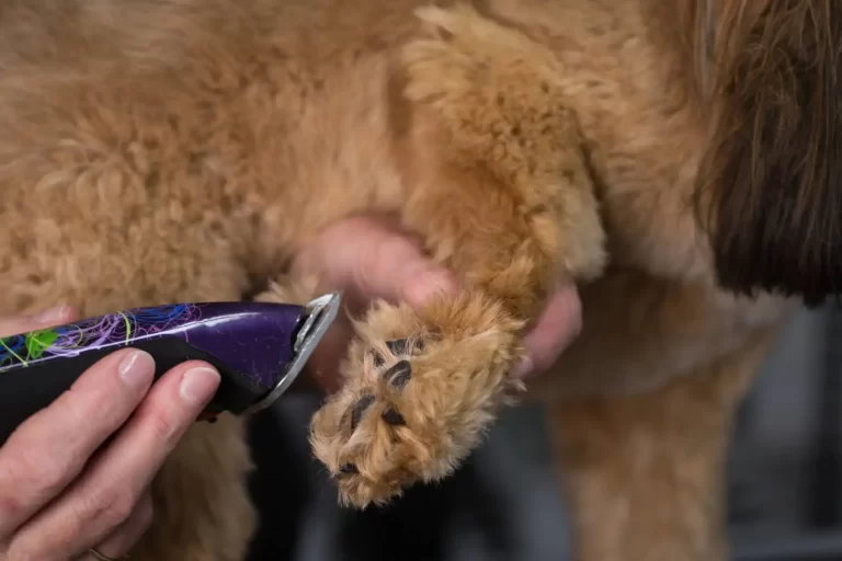 dog grooming redlands