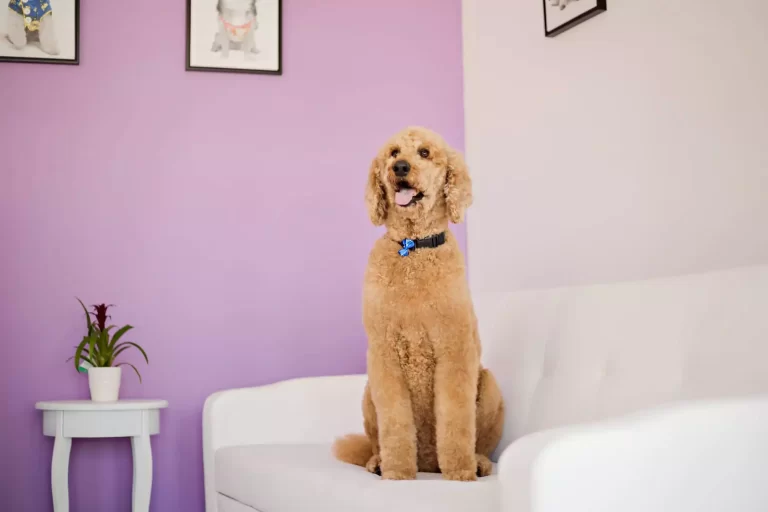 dog grooming redlands