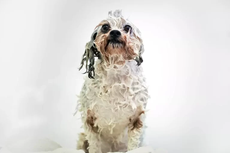 dog grooming redlands