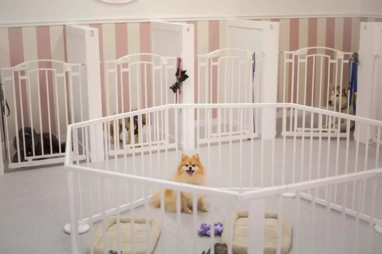 dog grooming redlands