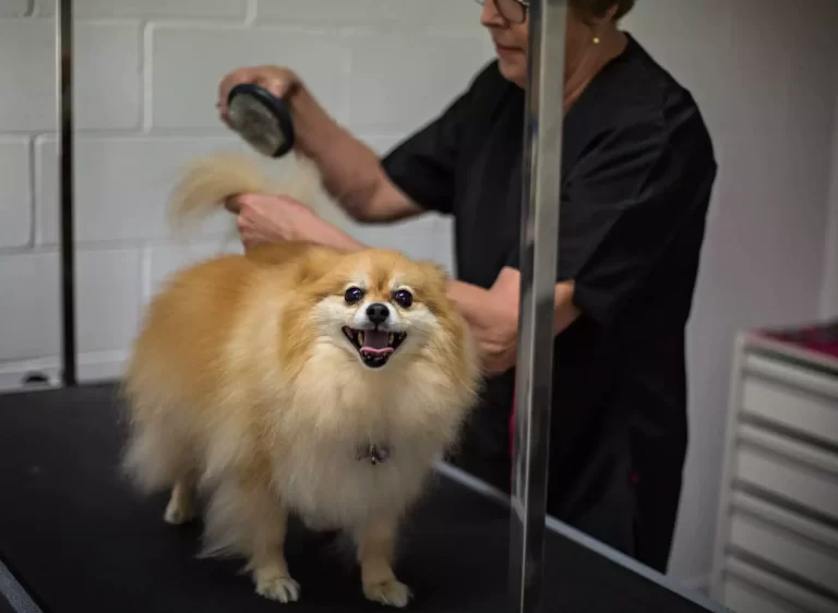 dog grooming redlands