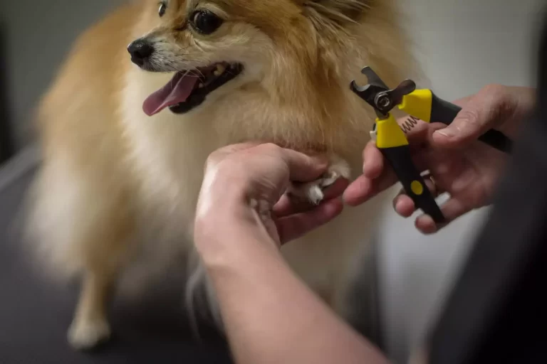 dog grooming redlands