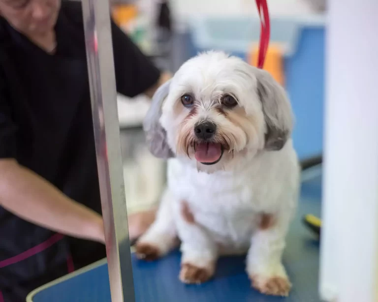 dog grooming redlands