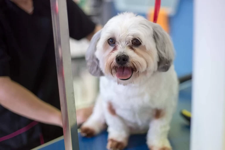 dog groomers birkdale