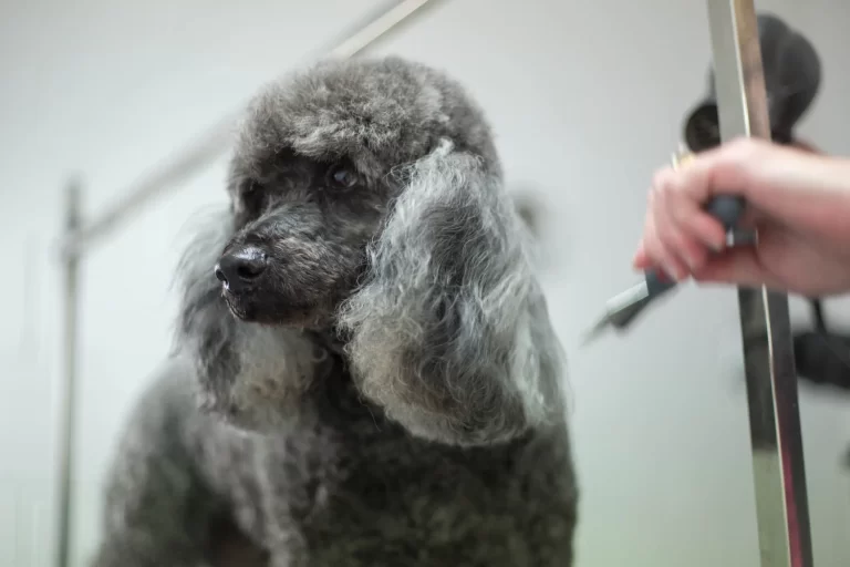 dog groomers birkdale