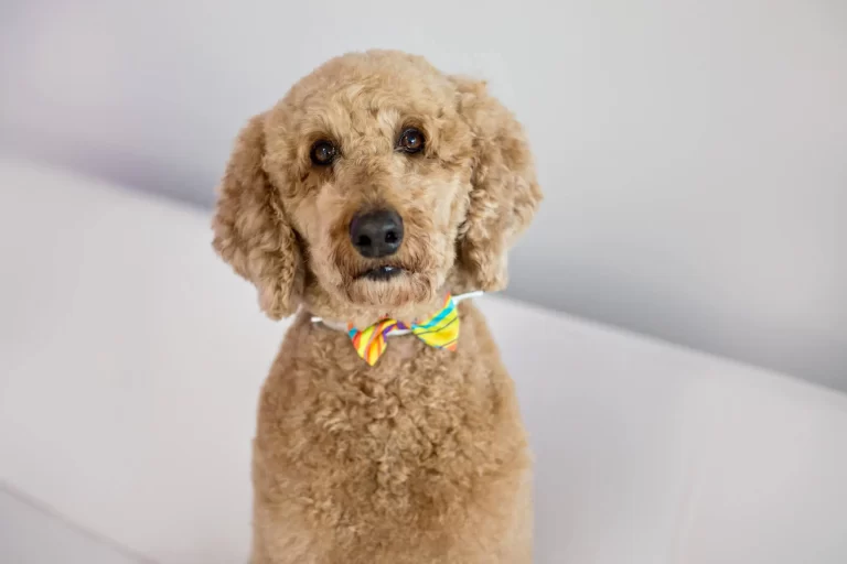 dog groomers birkdale