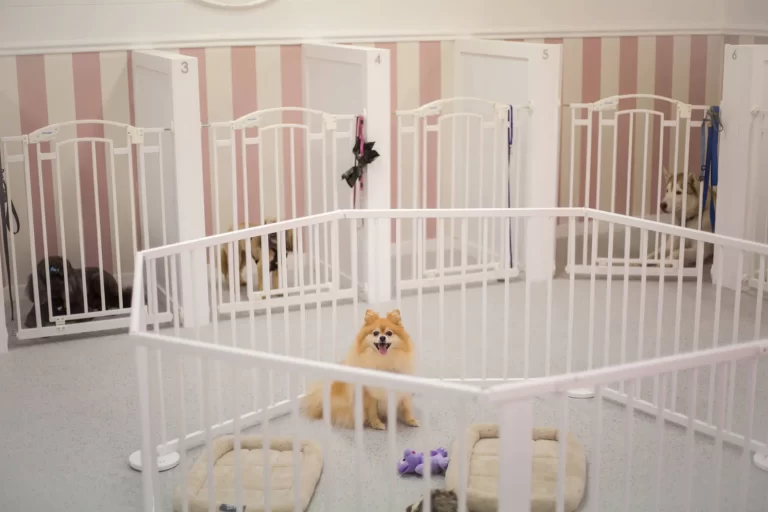 dog groomers birkdale