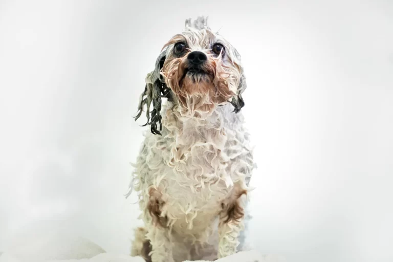 dog groomers birkdale